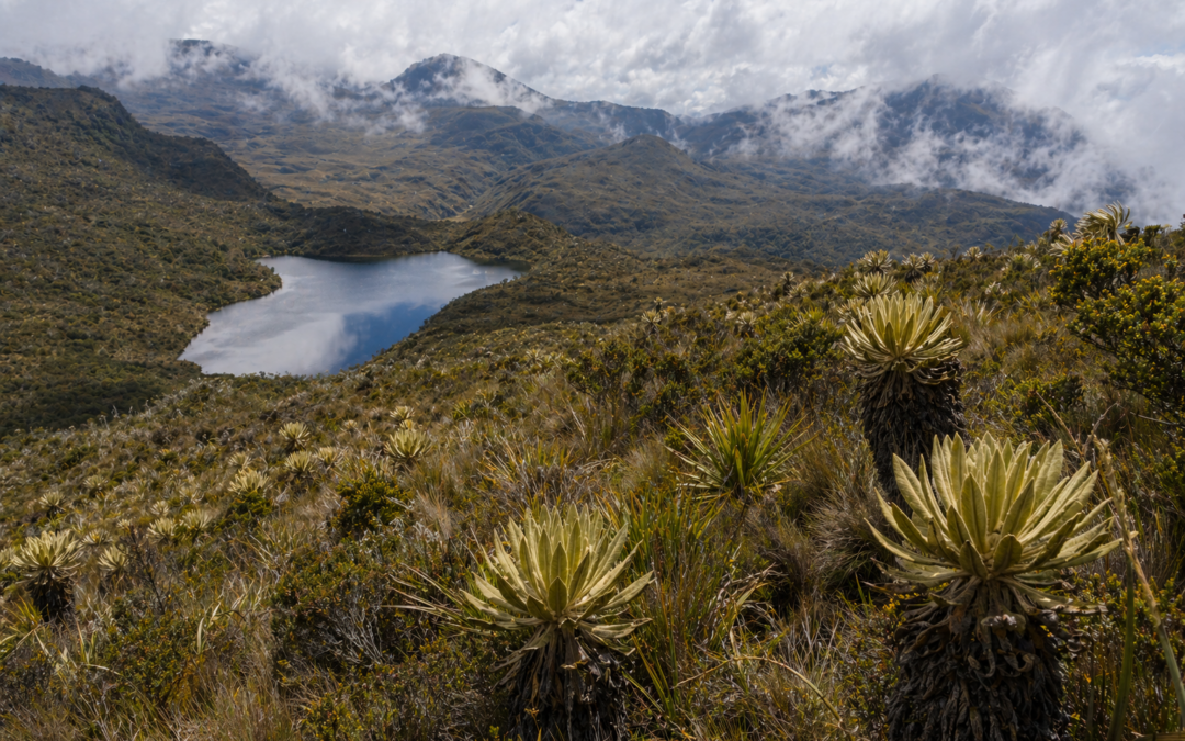 Cálculo y Análisis de la Exactitud Temática de Mapas de Superficie de Bosque Natural y Deforestación (2020-2022)