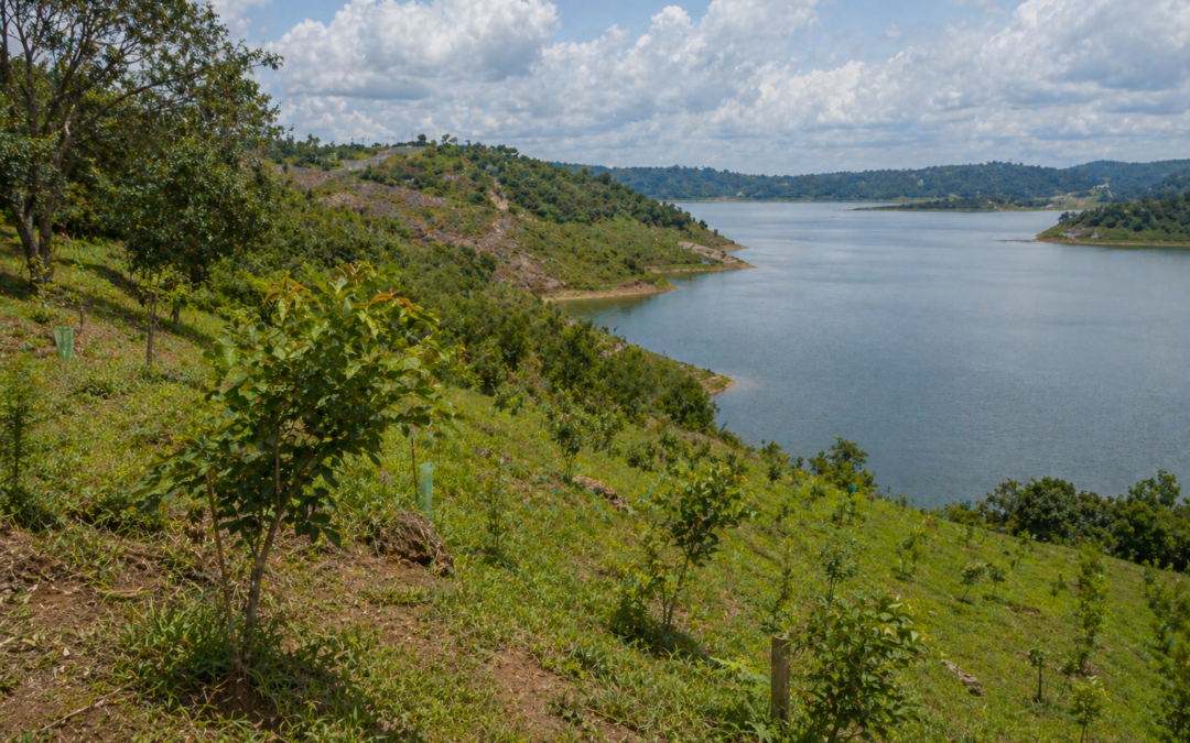 Monitoreo y seguimiento de áreas reforestadas en la represa de URRA