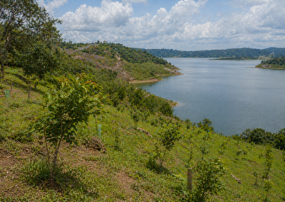 Monitoreo y seguimiento de áreas reforestadas en la represa de URRA